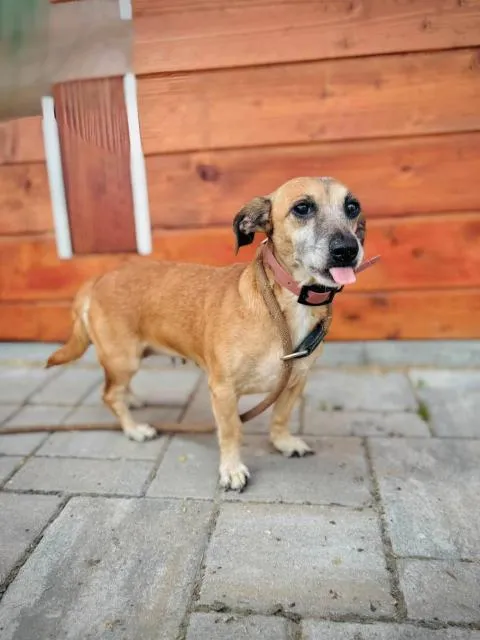 Willa - freundlich, lieb, gutmütig, ruhig