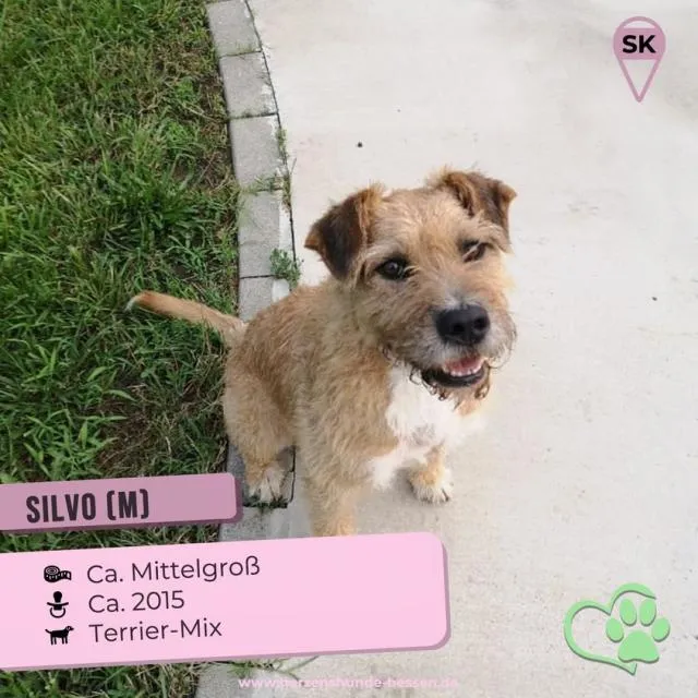 Silvo...freundlich und lieb, geht sehr gerne Spaziergänge