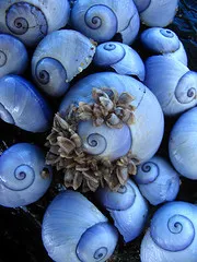 lila Meer Schnecken