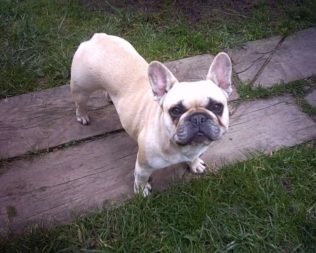FRANZÖSISCHE BULLDOGGE -HÜNDIN- FAWN, KNAPP 4 JAHRE IN BESTE HÄNDE ABZUGEBEN!