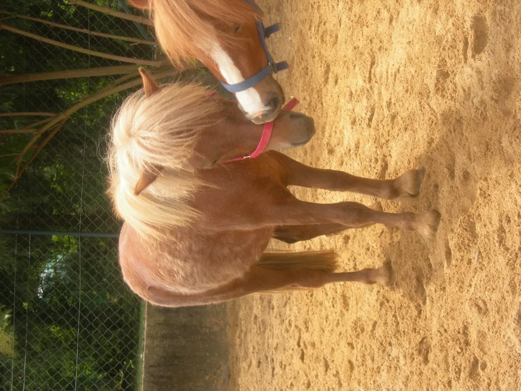 shetland hengst fohlen 1 1/2 jahre