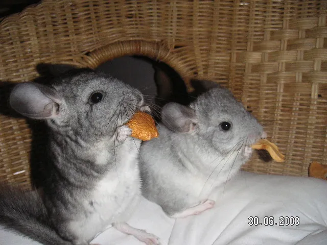 Chinchilla Babies