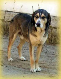 Zuhause für den einsamen Toby gesucht – Bild 1