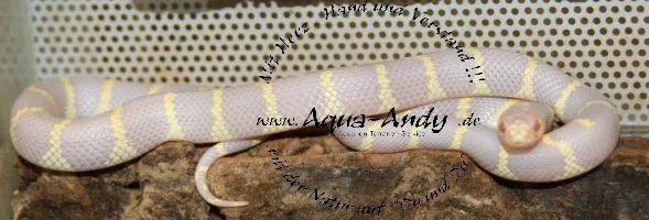 Kalifornische Kettennatter - Lampropeltis getula californiae albino