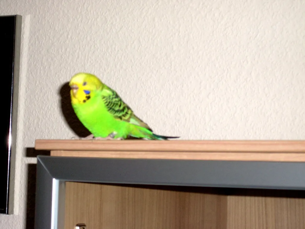 Wellensittich – Bild 1