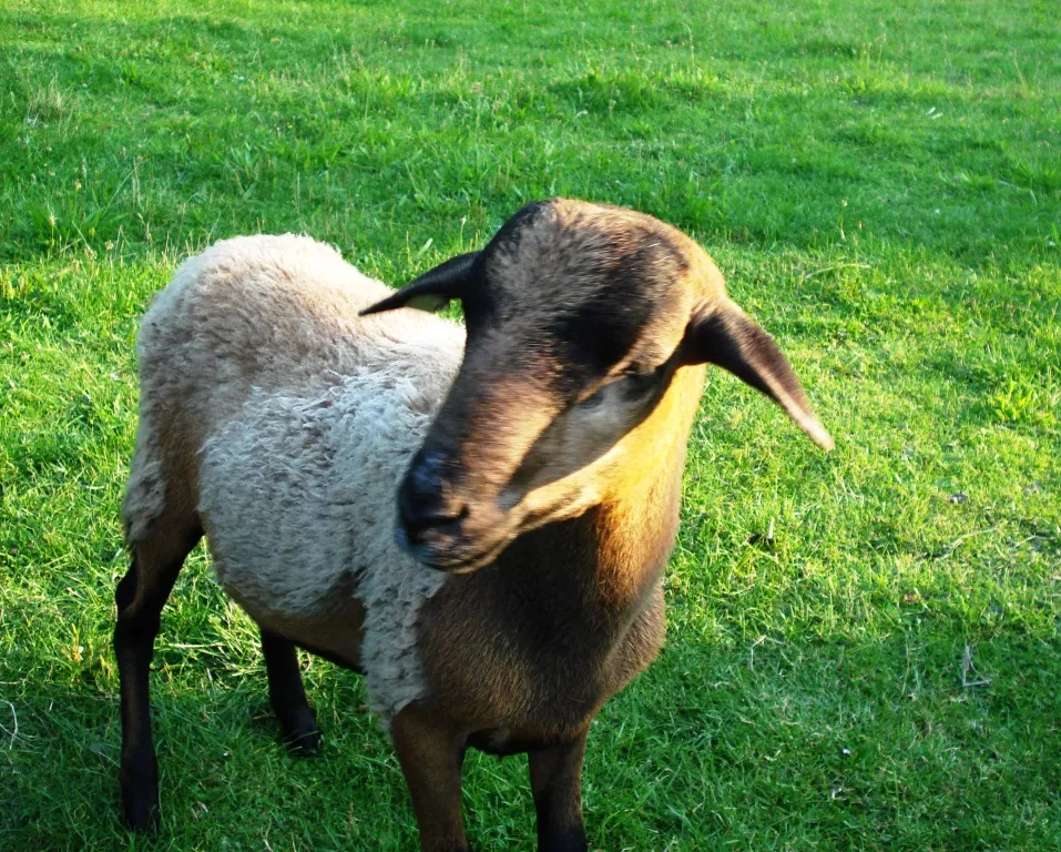 Barbados Black Belly Bock