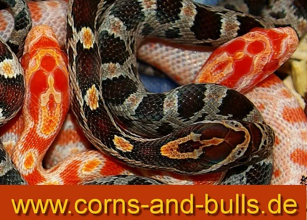 KORNNATTERN – BUY1GET2 – WWW.CORNS-AND-BULLS.DE – Bild 1