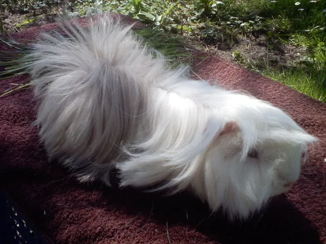 Meerschweinchen – Bild 1