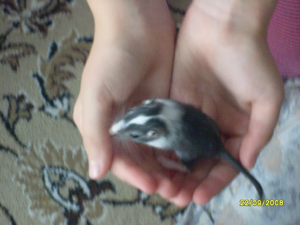 Rennmausbabys
