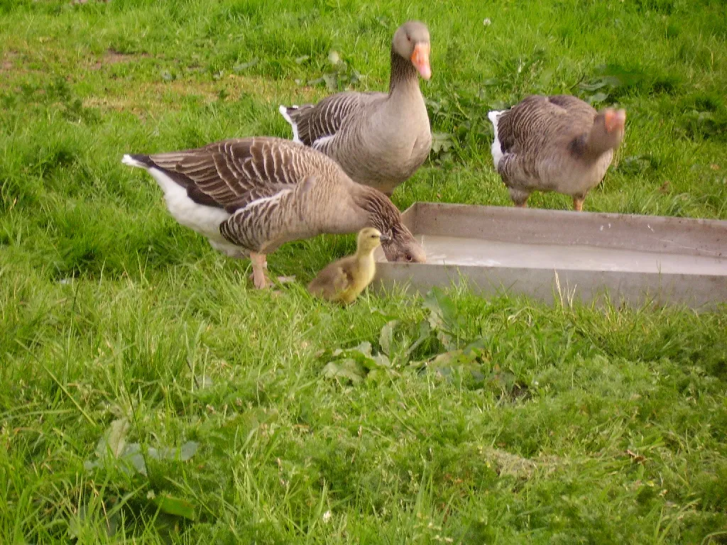 Elsässer Gänse Nachzucht aus 2008