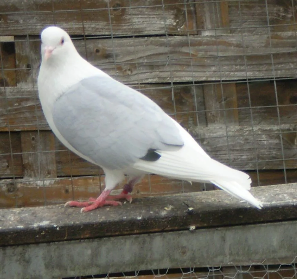 Kupfergimpel schwarzflügel – Bild 1