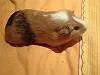 meerschwein mutter und sohn