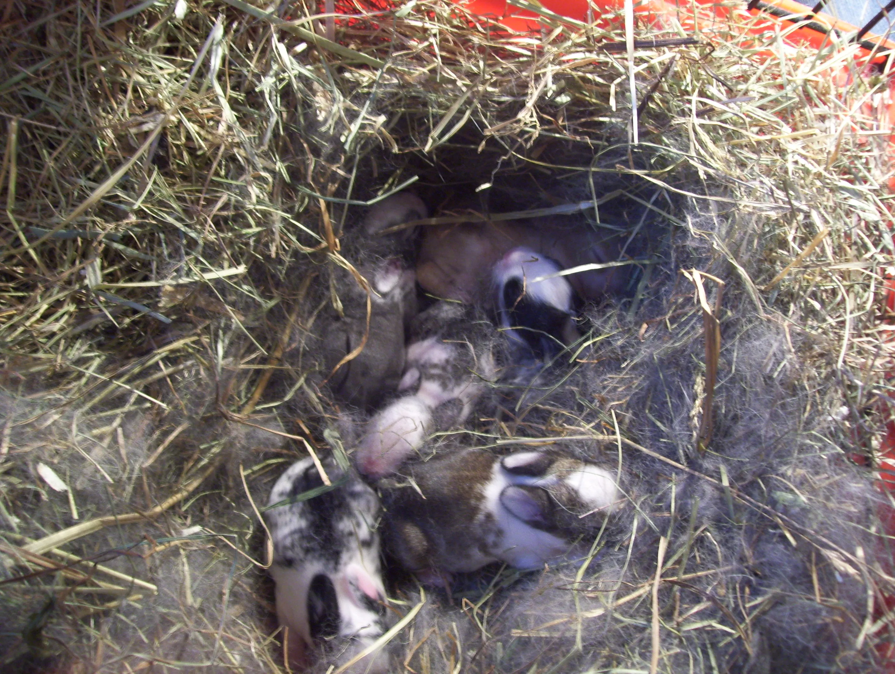 hallo unsere babys sind da von samira