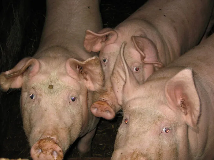 ICH VERKAUFE JUNGE SCHLACHTSCHWEINE