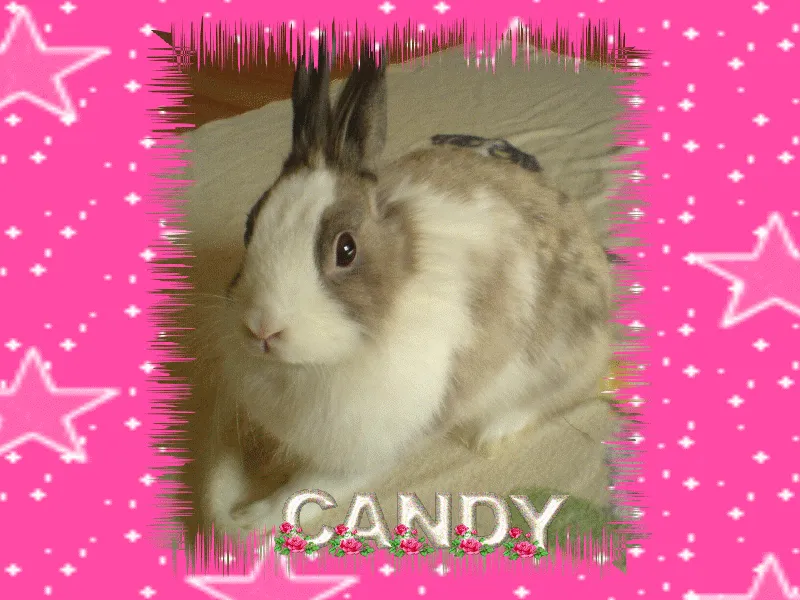 hallo von meiner candy die babys sind heute geboren