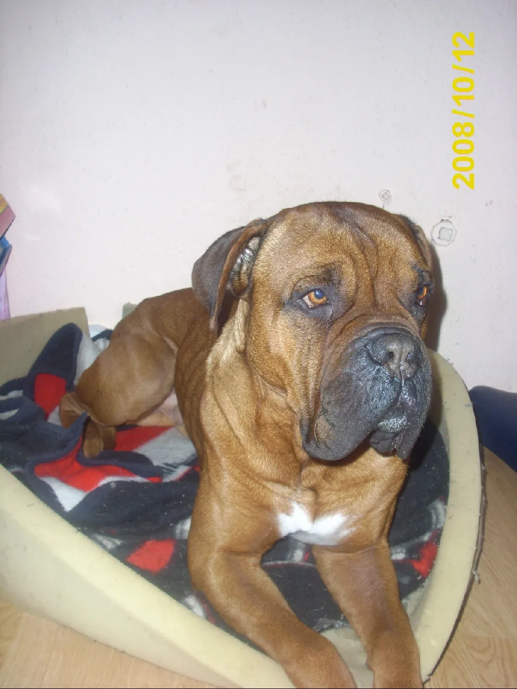 Liebe Bordeaux-Dogge