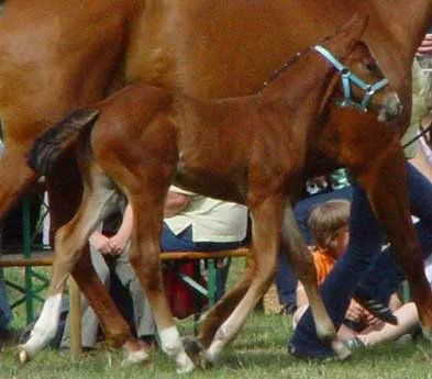 Hannoveraner Hengstfohlen Inkognito von Iberio – Bild 1