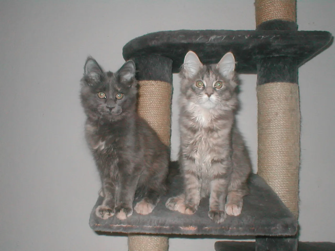 wir haben noch zwei verschmuste, junge maine-Coon Katzenkinder abzugeben