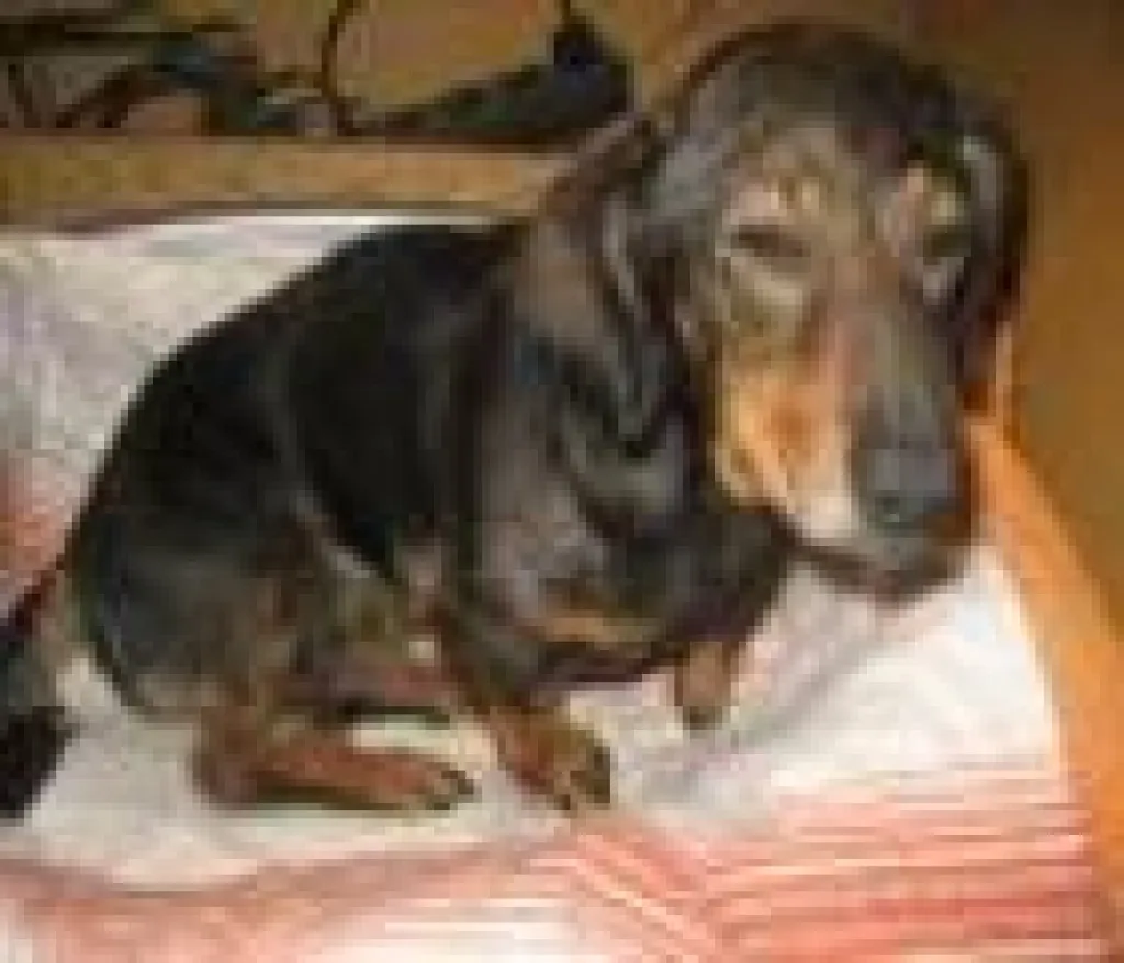 Zelma, 7 J. Dackel Dame sucht liebevolle Menschen
