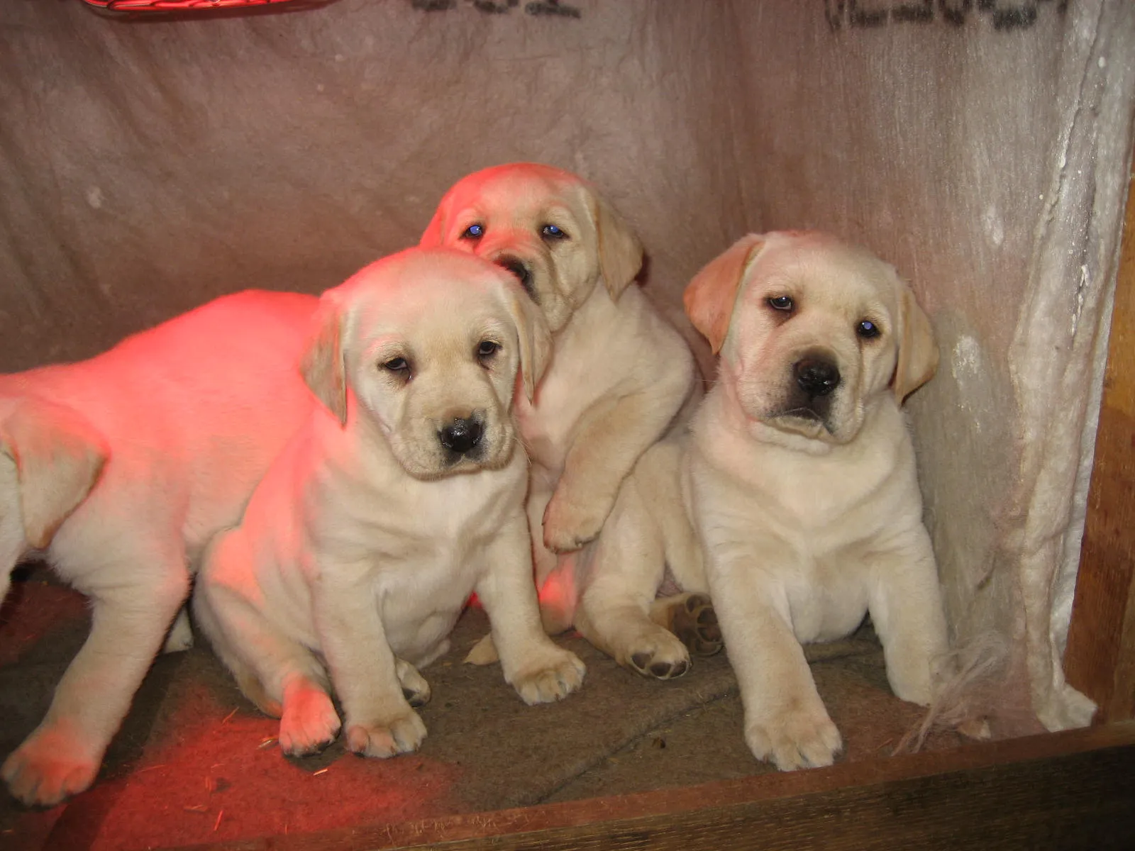 Reinrassige Blonde Labradorwelpen – Bild 1