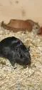 Verkaufe SUPER süsse Gerbils (Rennmäuse) – Bild 1