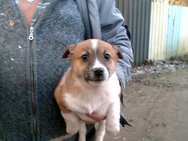 Hunde zu Verkaufen – Bild 1