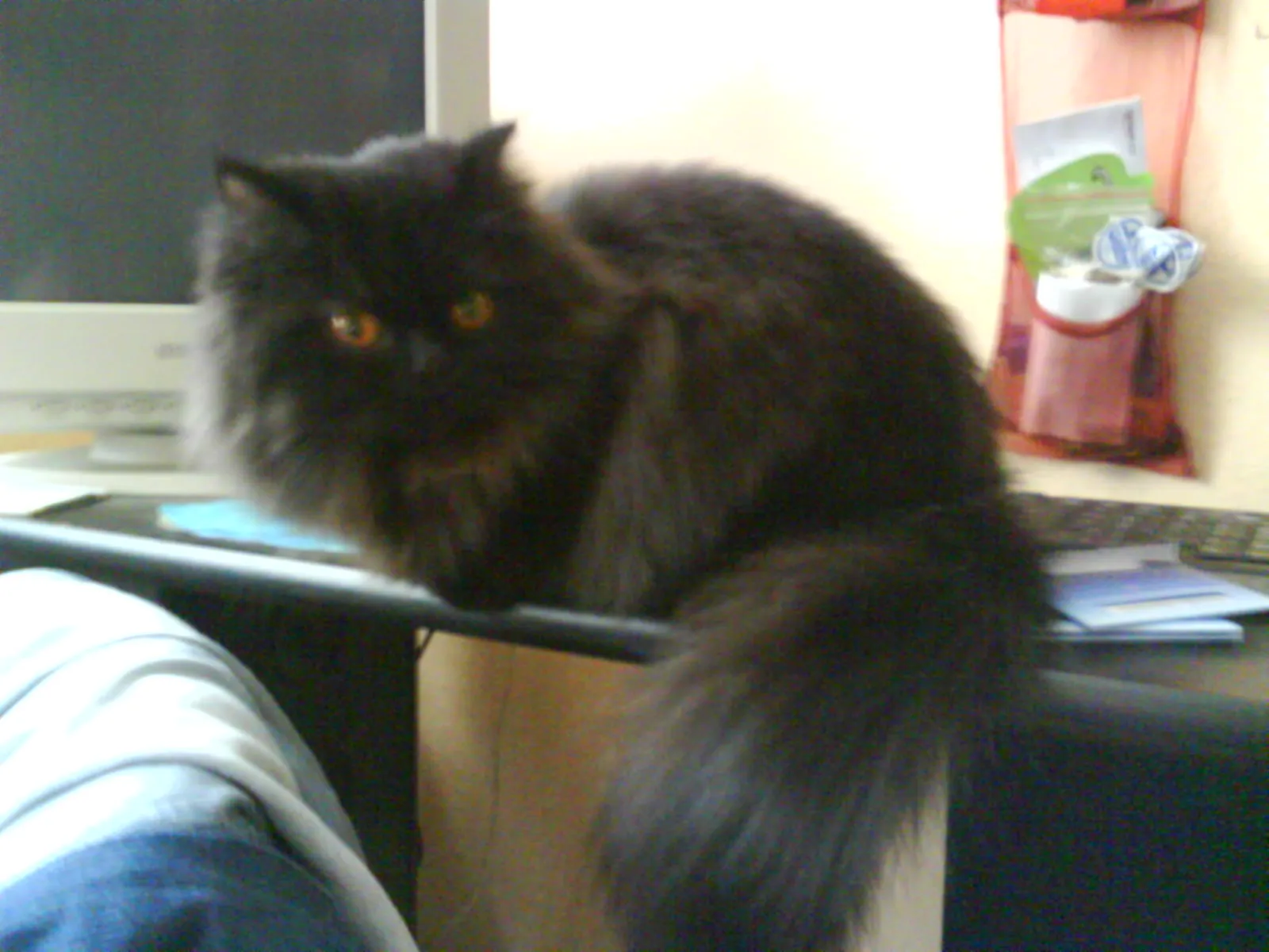 Suche Perser-Deckkater – Bild 1