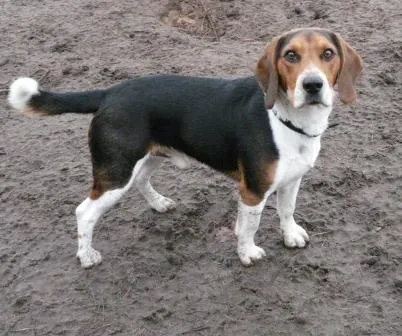 Beagle Rüde 1 J., DRINGEND!!!!