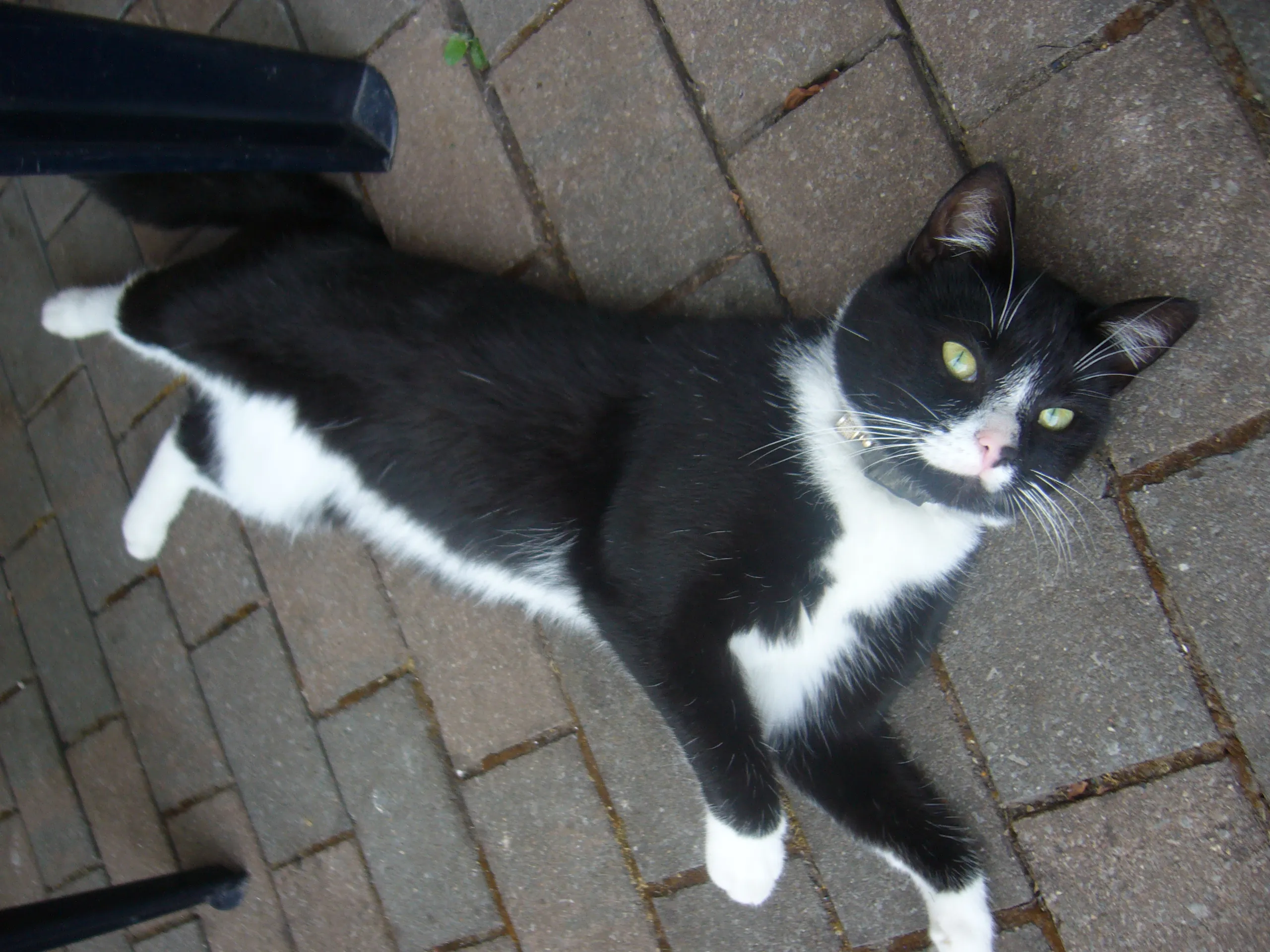 Katze vermisst!!! – Bild 1