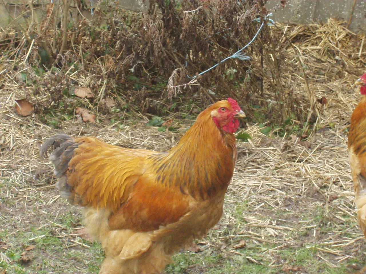 Brahma Hahn gelb schwarz – Bild 1