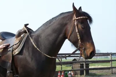 SUCHE eine zuverlässige RB für meine QH Stute in 49419 Wagenfeld!