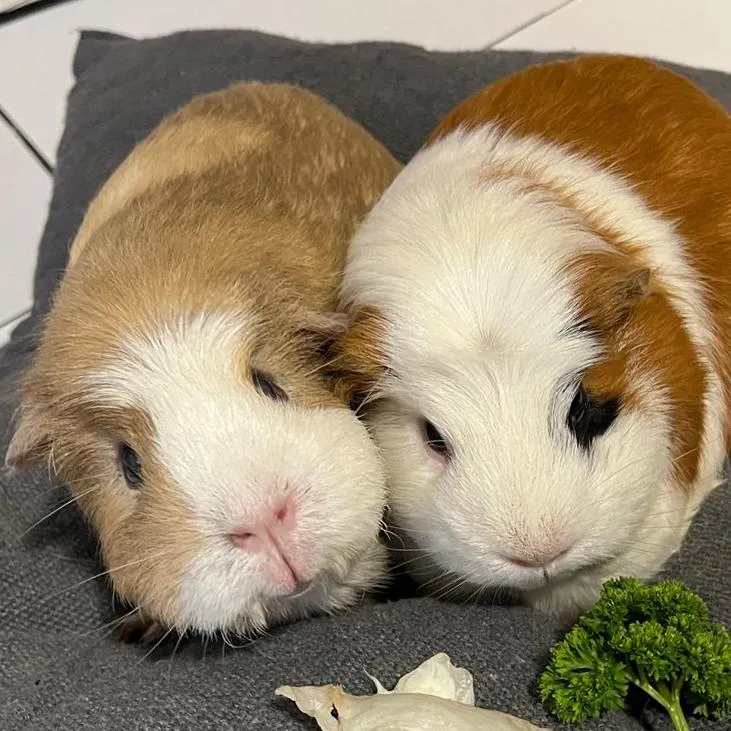 KOLJA und ALISA - Meerschweinchen - 3 Jahre - Tierhilfe-Franken e.V.