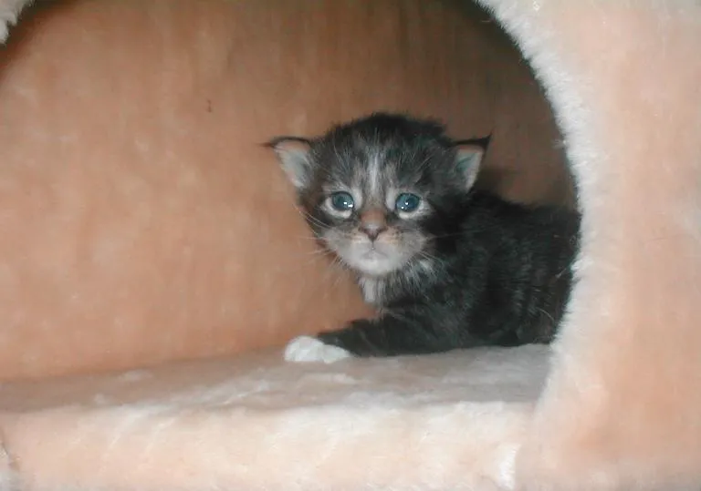 fünf hübsche Maine-Coon Katzenkinder