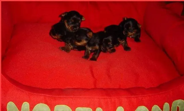 MINI  Reinrassige Yorkshire Terrier   Welpen