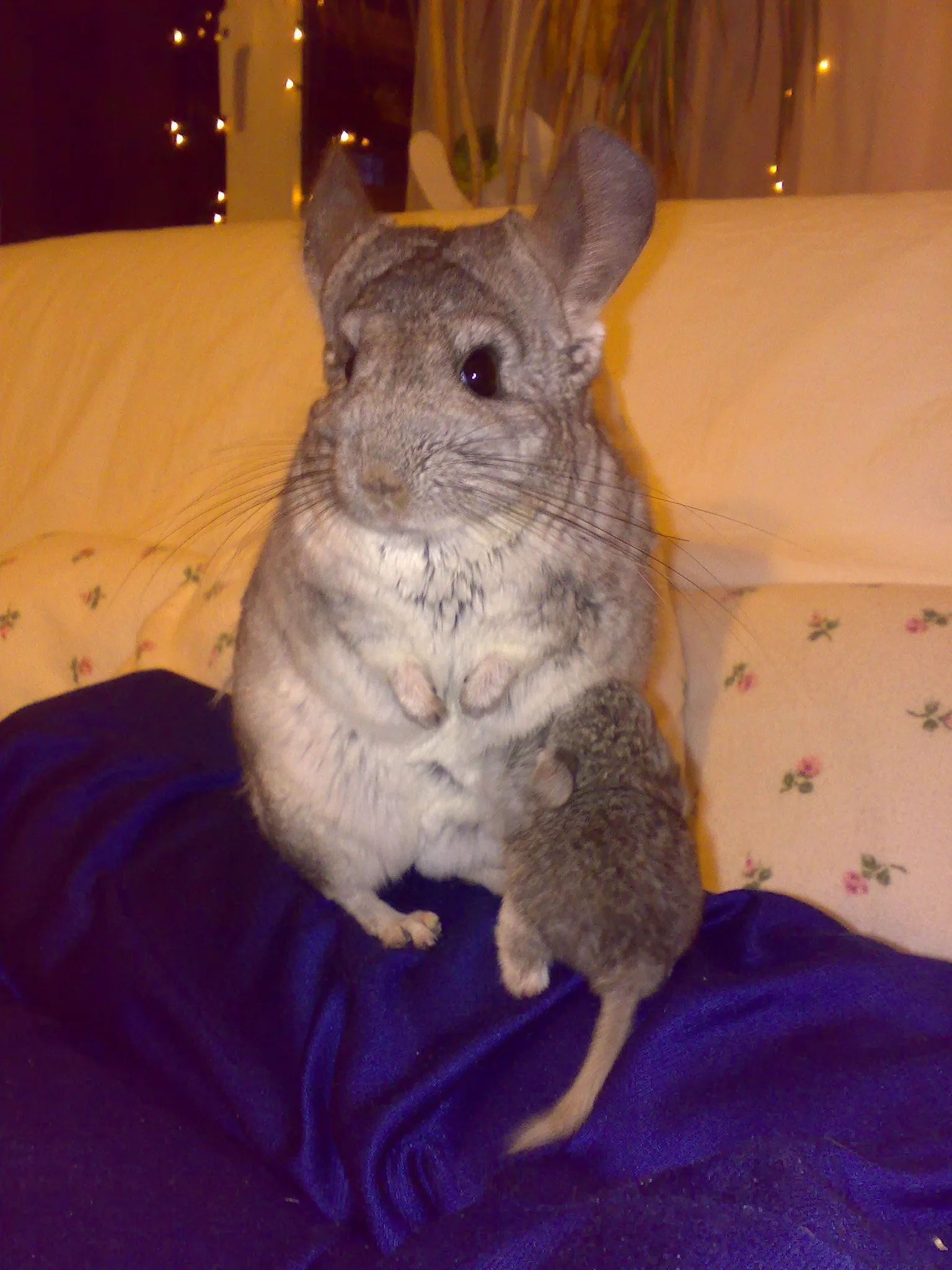 Chinchilla Urlaubsbetreuung bei mir zu Hause – Bild 1