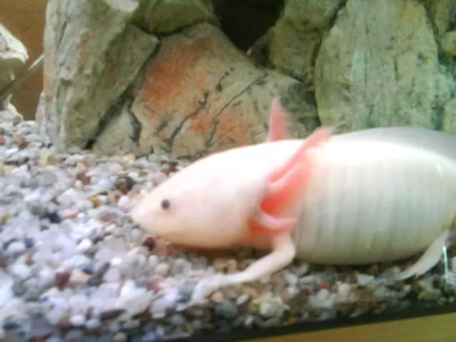 hallo ich habe noch axolotl zu vergeben – Bild 1