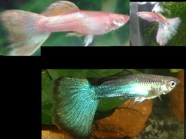Wer besitzt Pinke und/oder Türkis Guppys?