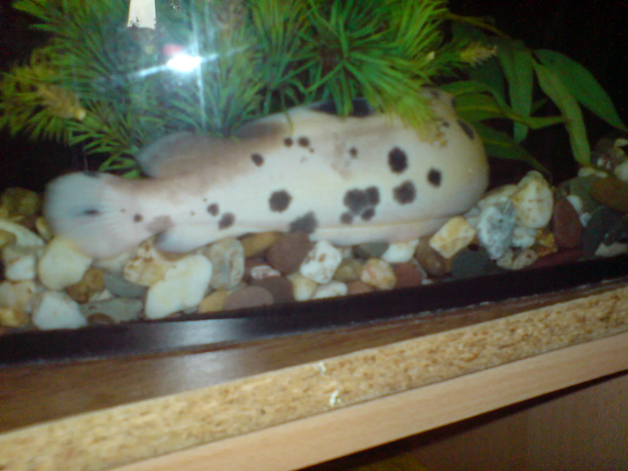 aquarienfische
