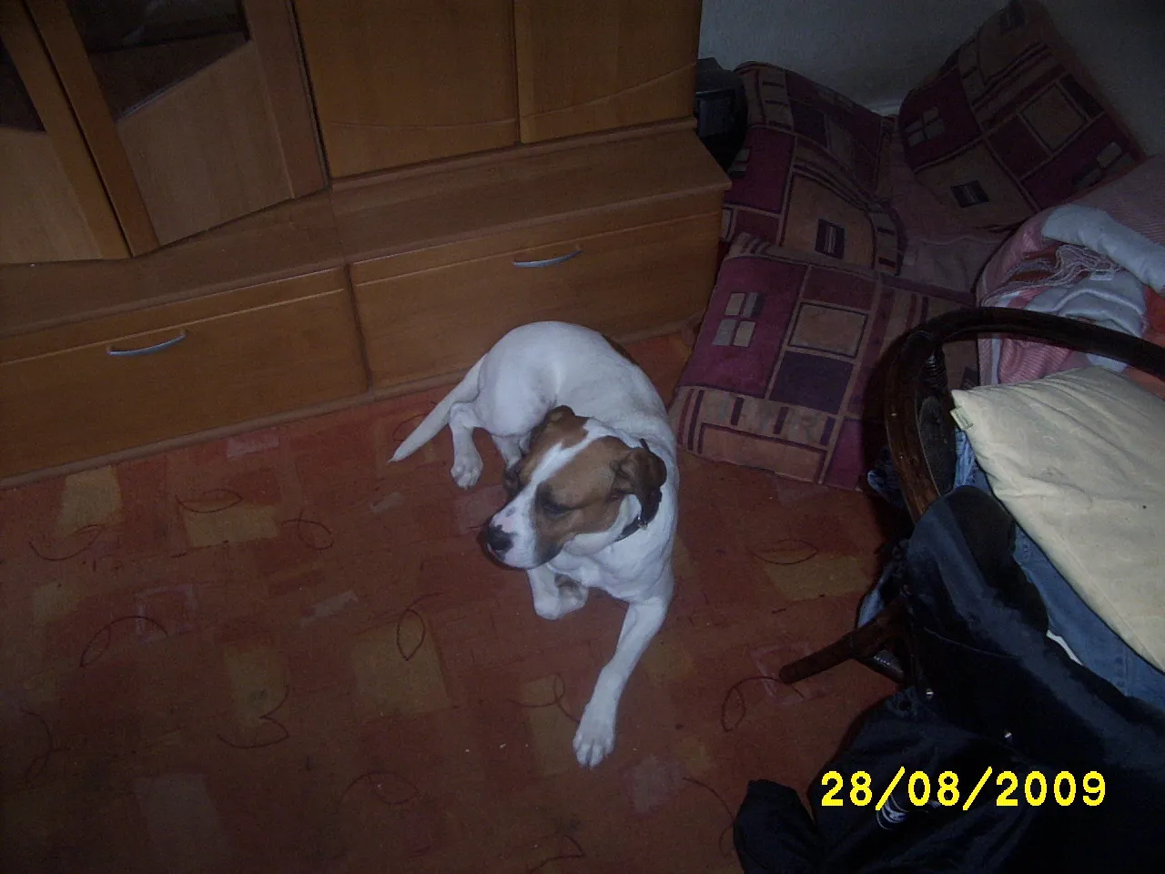 Hallo ich suche ein liebes Zuhause ... – Bild 1