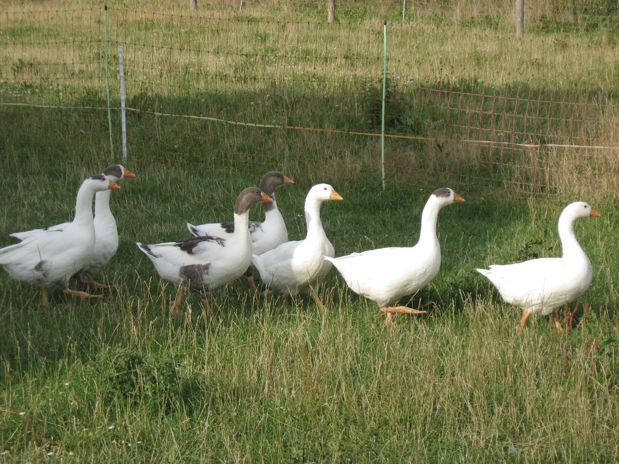 Leinegänse zu verkaufen