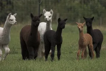Alpakaverkauf - Wittekind Alpacas