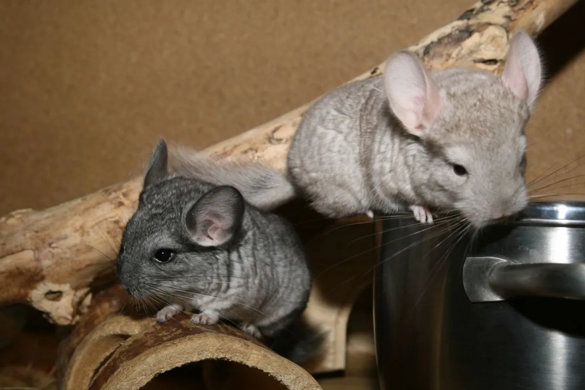 2 junge Chins suchen ein Zuhause – Bild 1