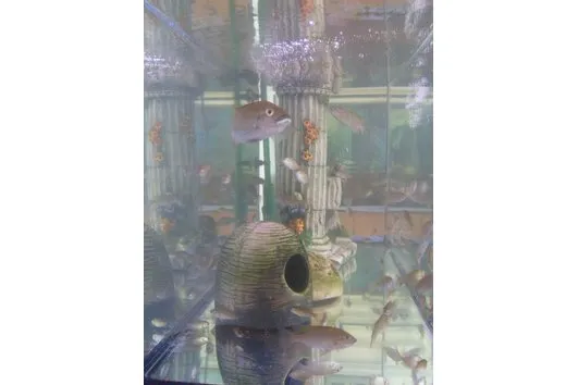 Tilapia snyderae Buntbarsche Notverkauf !!!