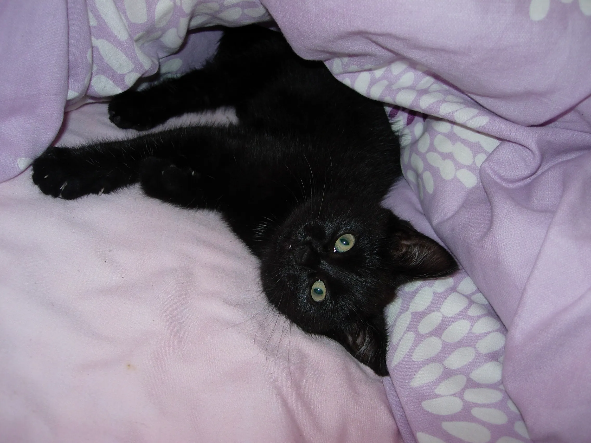 Flugpate für Babykatze gesucht!!!