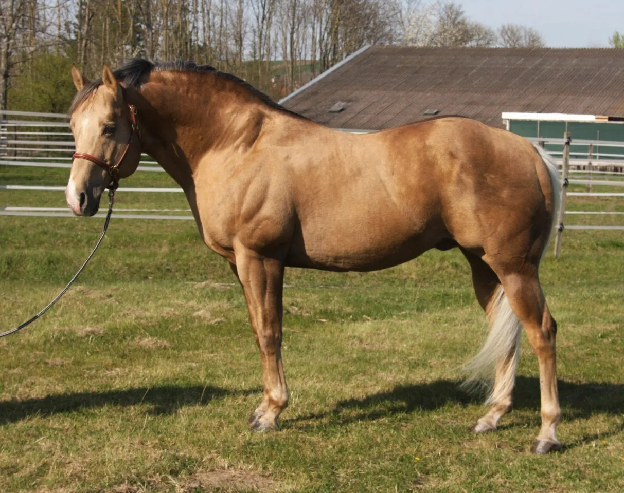 American Quarter Horse Deckhengst – Bild 1
