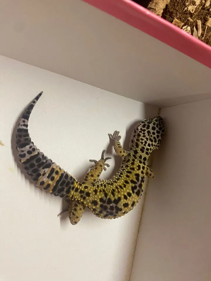 Leopardgecko weibchen