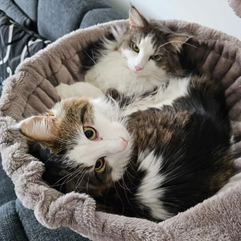 LUTZ und MR. JINGLES - Maine Coon - 4 Jahre - Tierhilfe-Franken e.V. – Bild 1