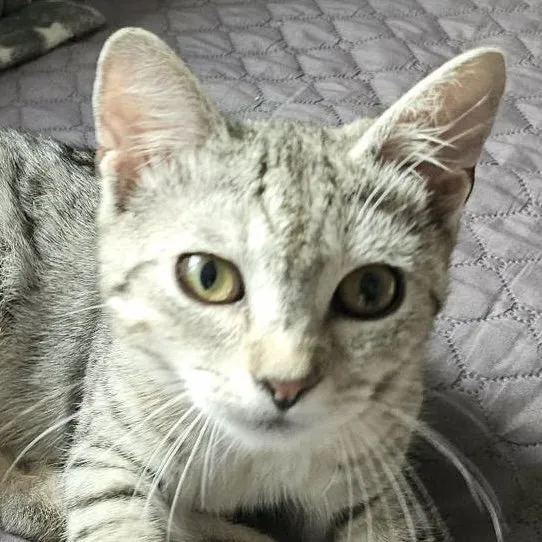 Fundkatze SILVER sucht ein Zuhause