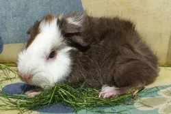 Meerschweinchen aus liebevoller Hobbyzucht