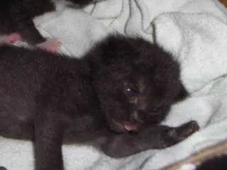 Süßes schwazes Babykätzchen – Bild 1